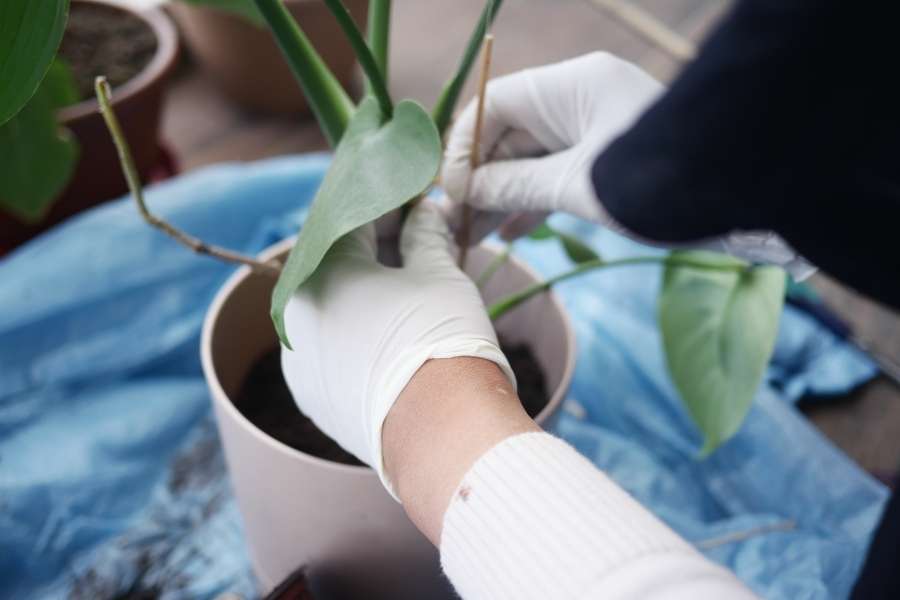 A person wearing white gloves carefully staking and tending to maintenance indoor plants in a pot.